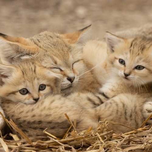 Reserva Safari Lumigny & Terre de Singes: Ingressos de entrada em Lumigny Nesles Ormeaux