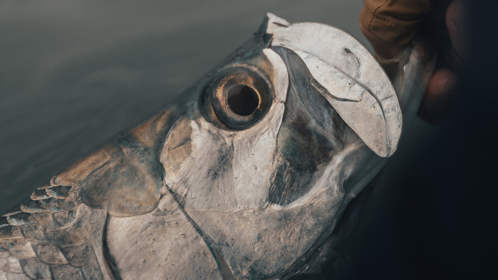 Closeup of a tarpon head just as it's being lifted out of the water