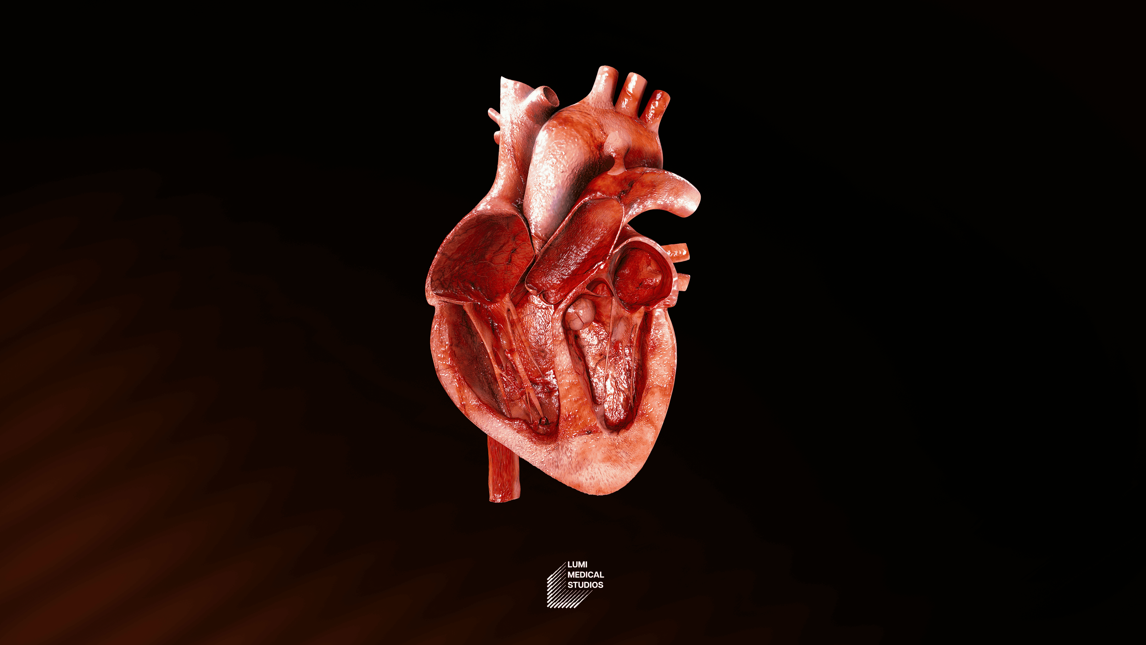 3D interior view of the human heart, showcasing detailed anatomy of the chambers, valves, and blood flow for medical education and visualization purposes.