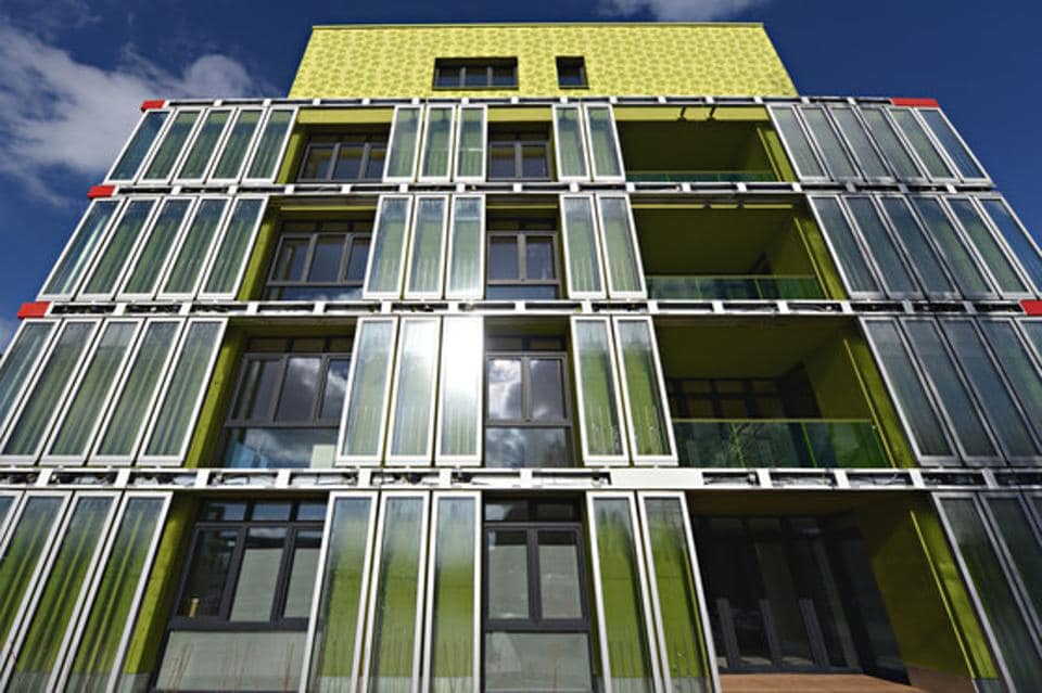 microalgae