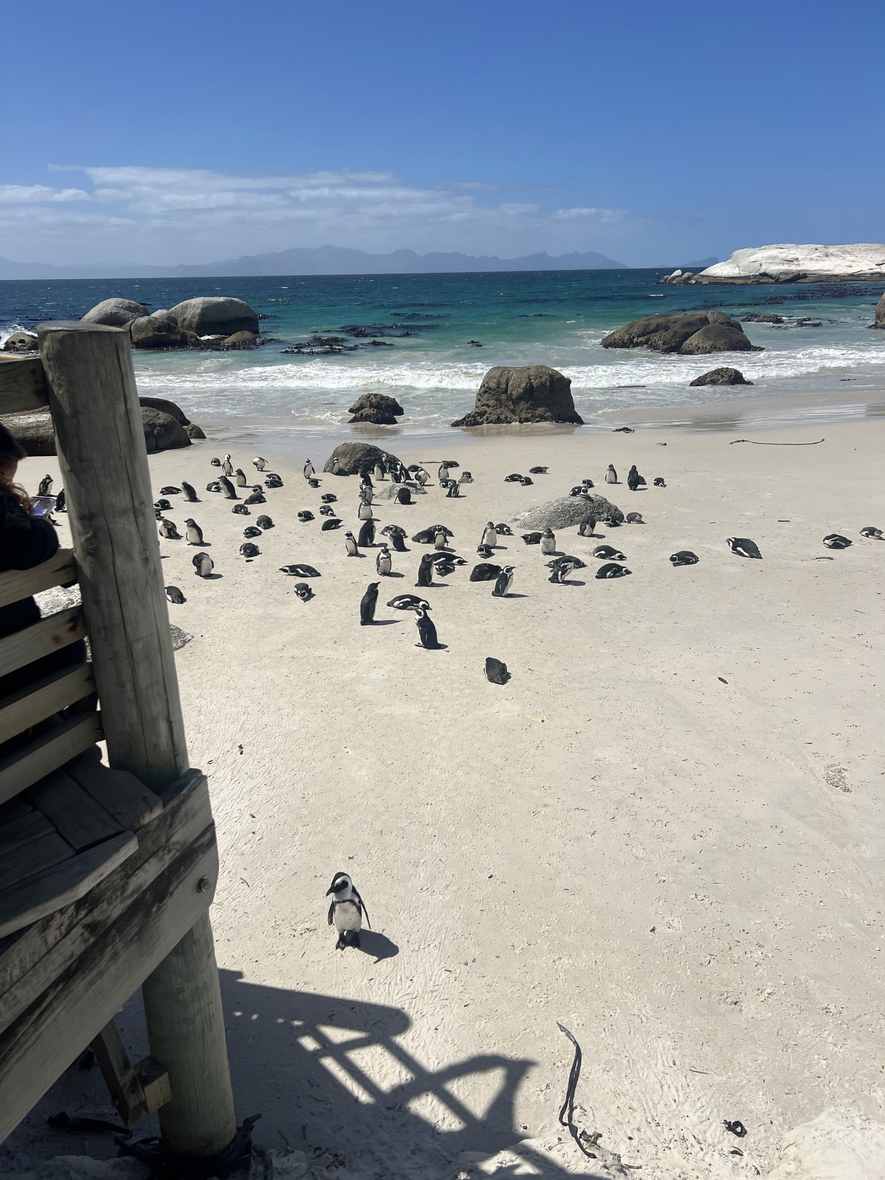 Photo taken from the Boulders Beach boardwalk with many penguins on a sandy beach on a beautiful clear day with the turquoise ocean water visible in the background.