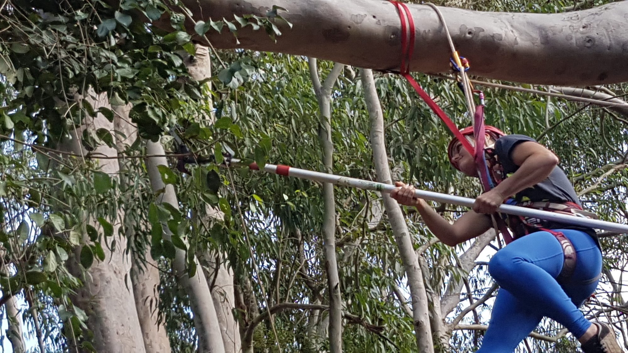 Pessoa com equipamento de escalada presa a tronco usa podão longo para coletar sementes na copa