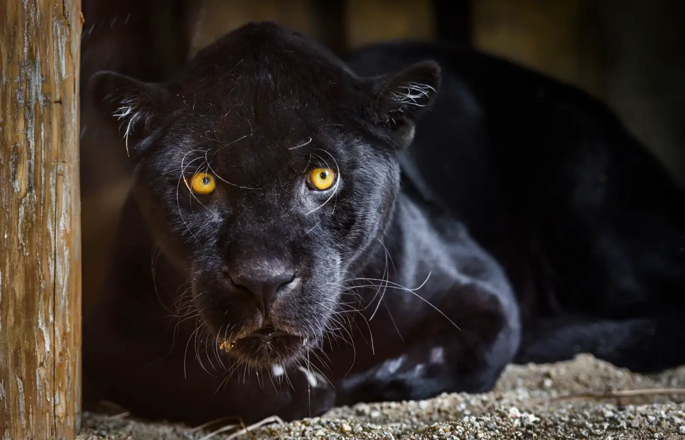 ZOO Zlín-Lešná, zasklení – Jaguar Trek