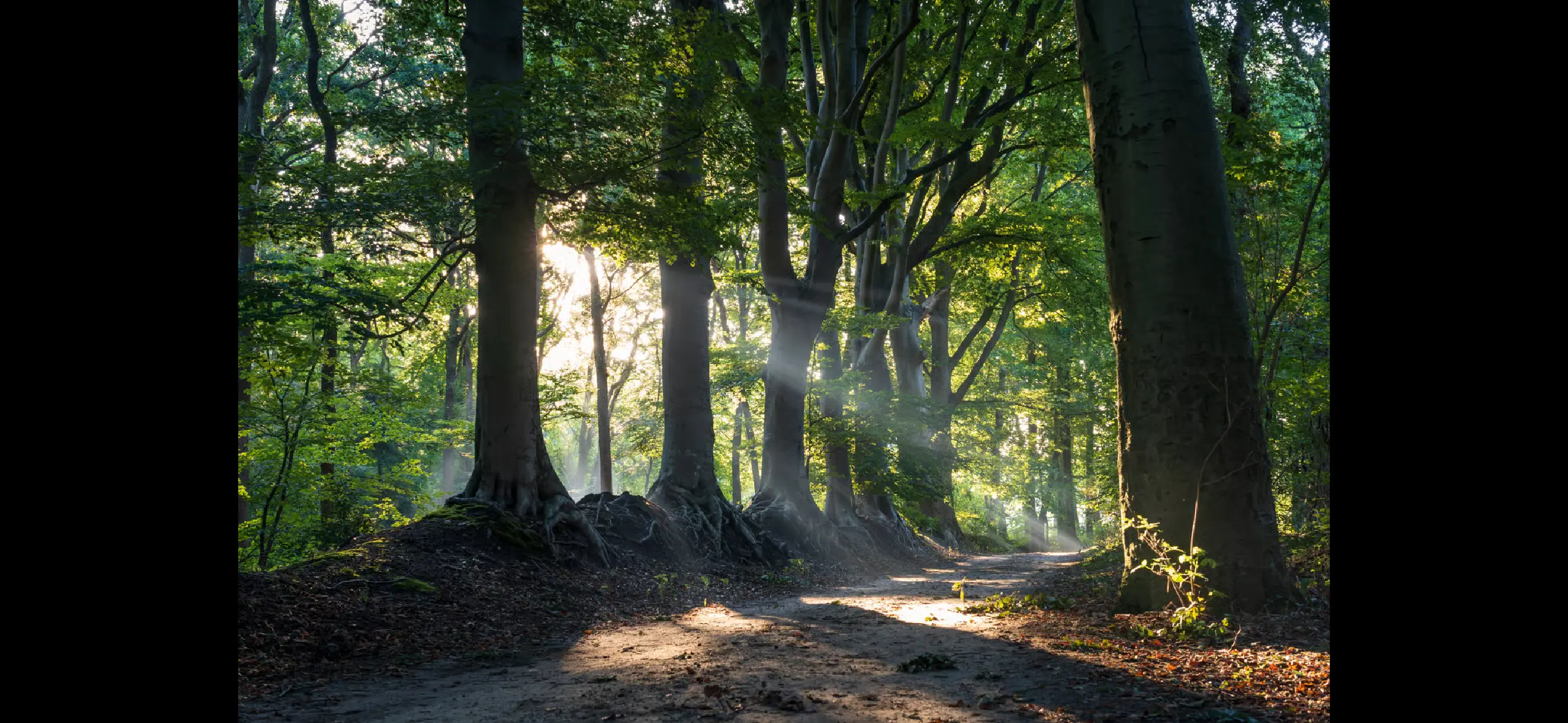 Licht door bomen in bos in natuurgebieden in Drenthe
