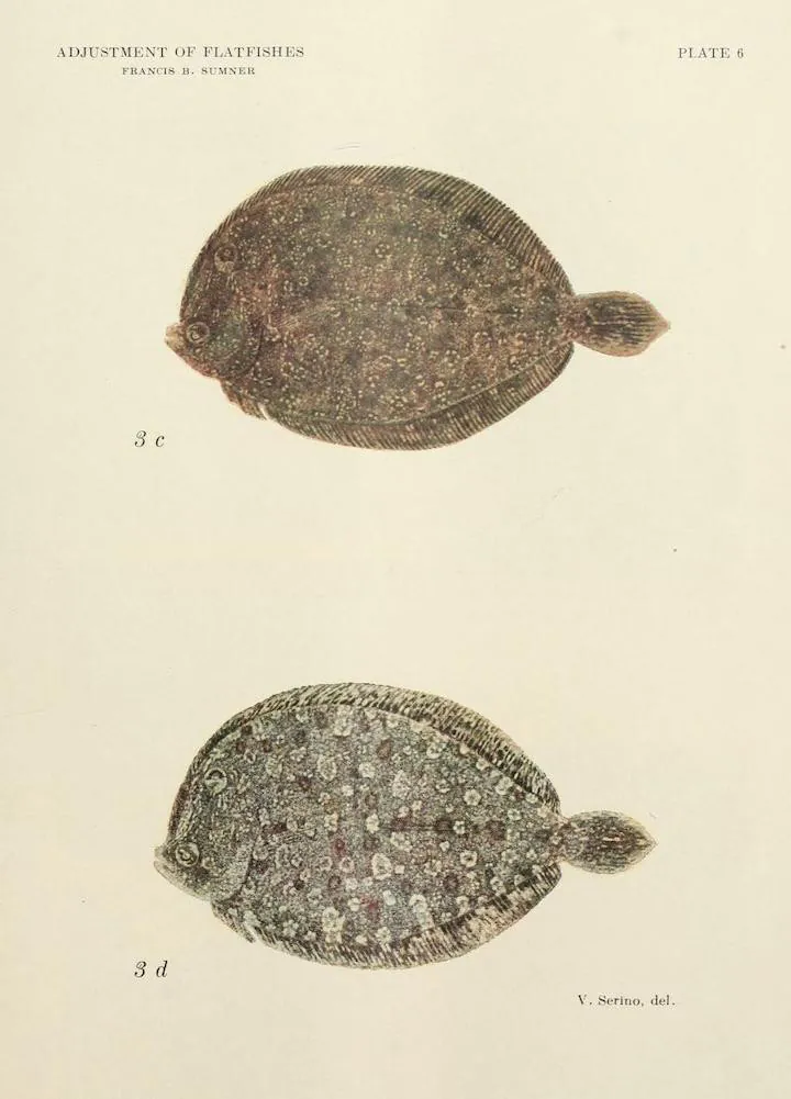 A vintage scientific illustration of Flatfishes.