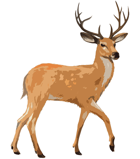 Deer 01