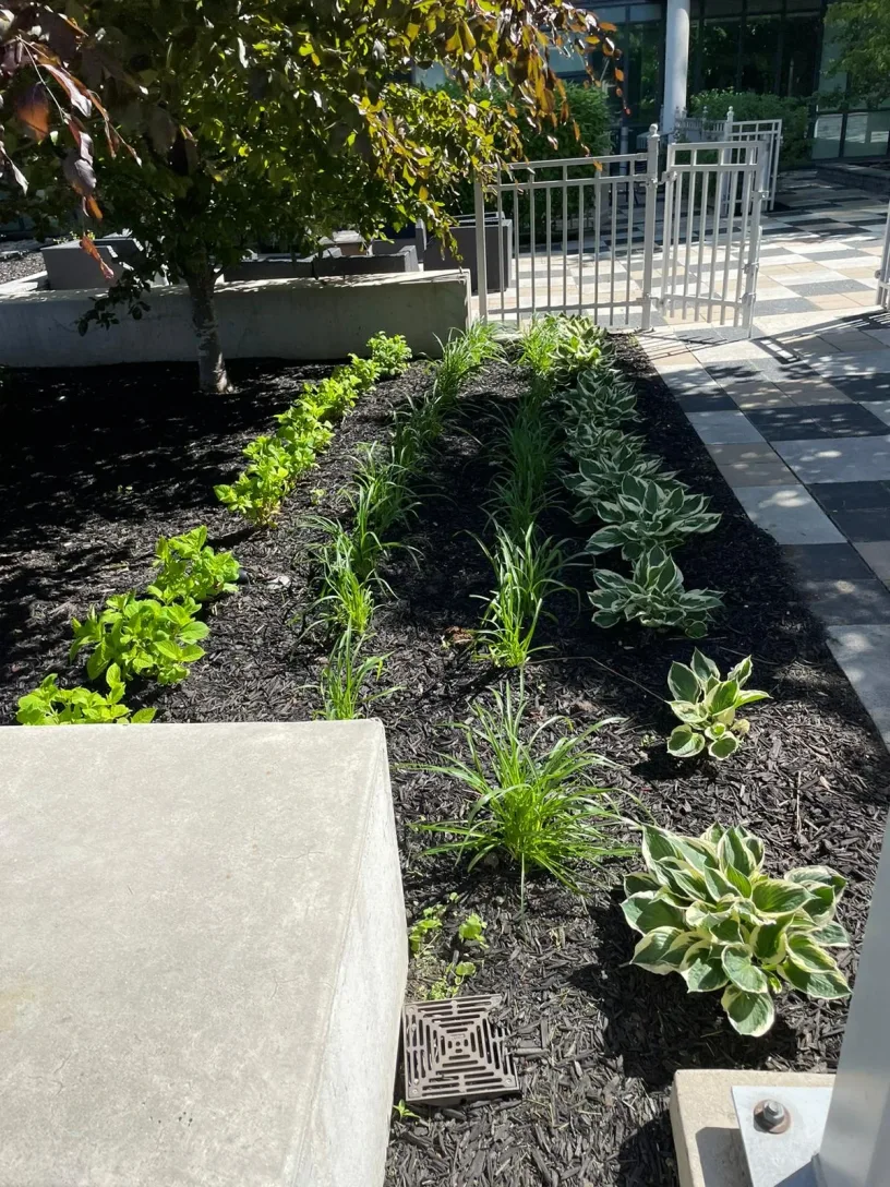 Mulched garden bed with neatly arranged ornamental plants and shrubs in a commercial courtyard.