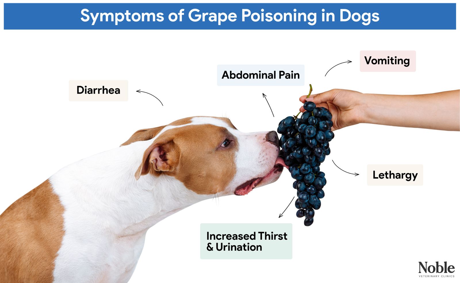 An infographic detailing the symptoms of grape poisoning in dogs.