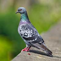 Pigeon