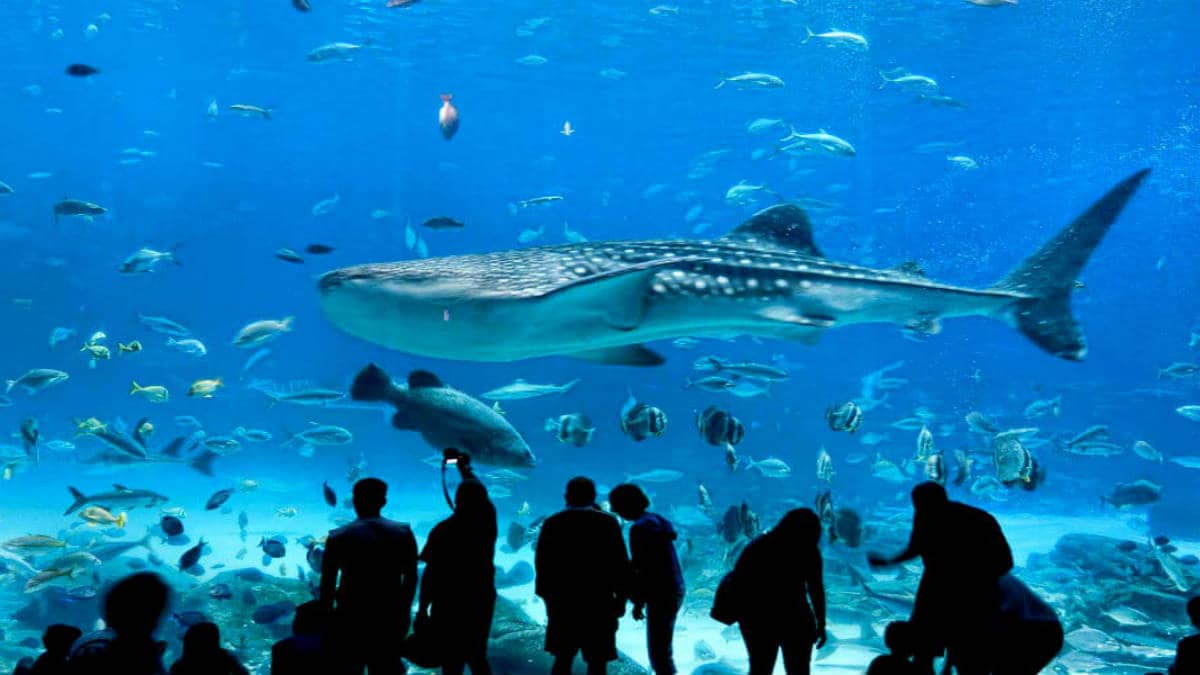 Día del Niño 2024: ¡Acuarios increíbles para celebrar! - Mexico Travel  Channel