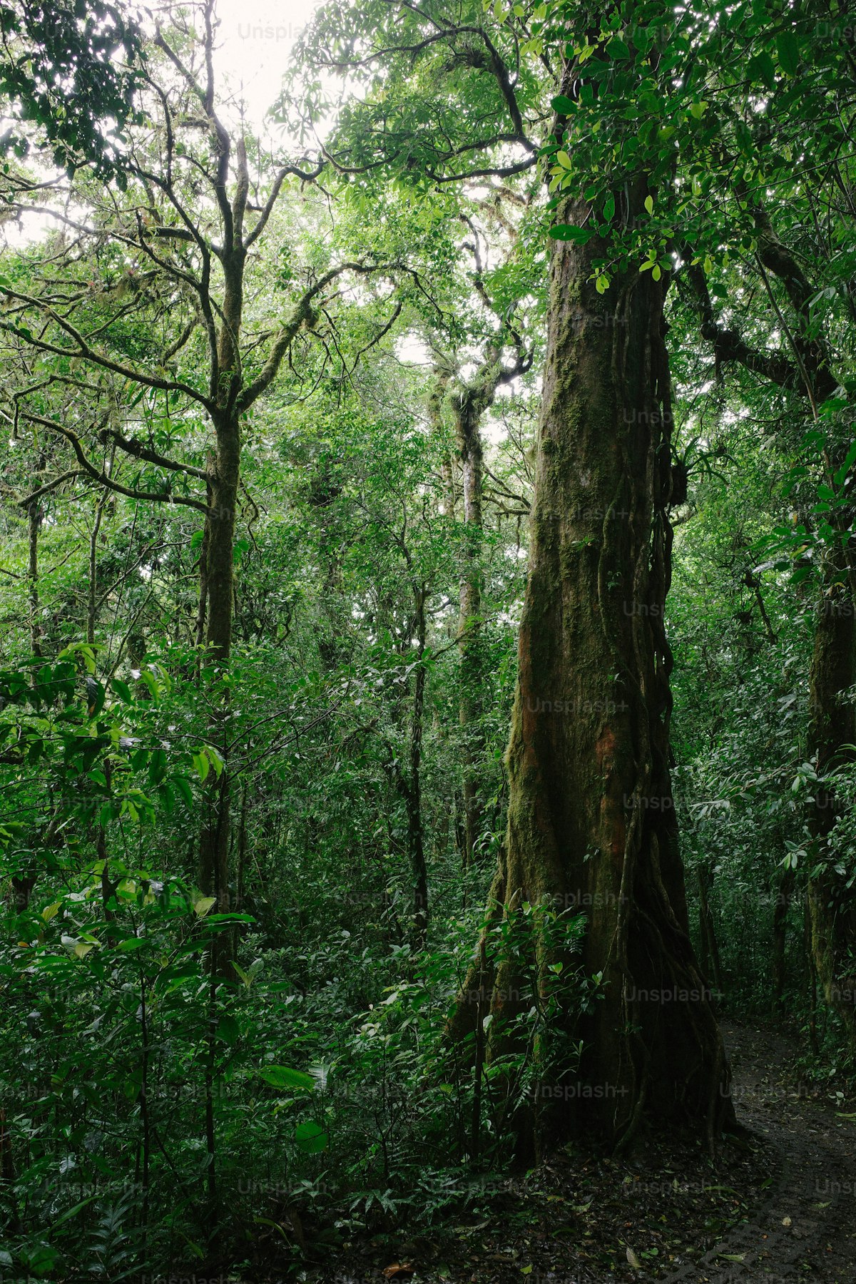 red train travelling near body of water