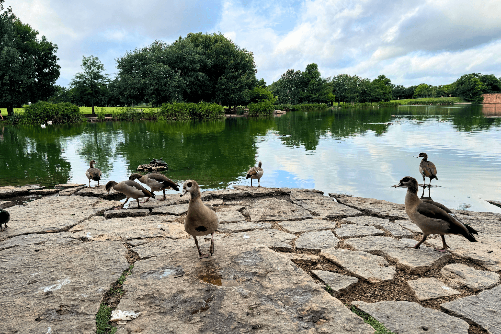 Egyptian geese at Girard Kinney Lake Park
