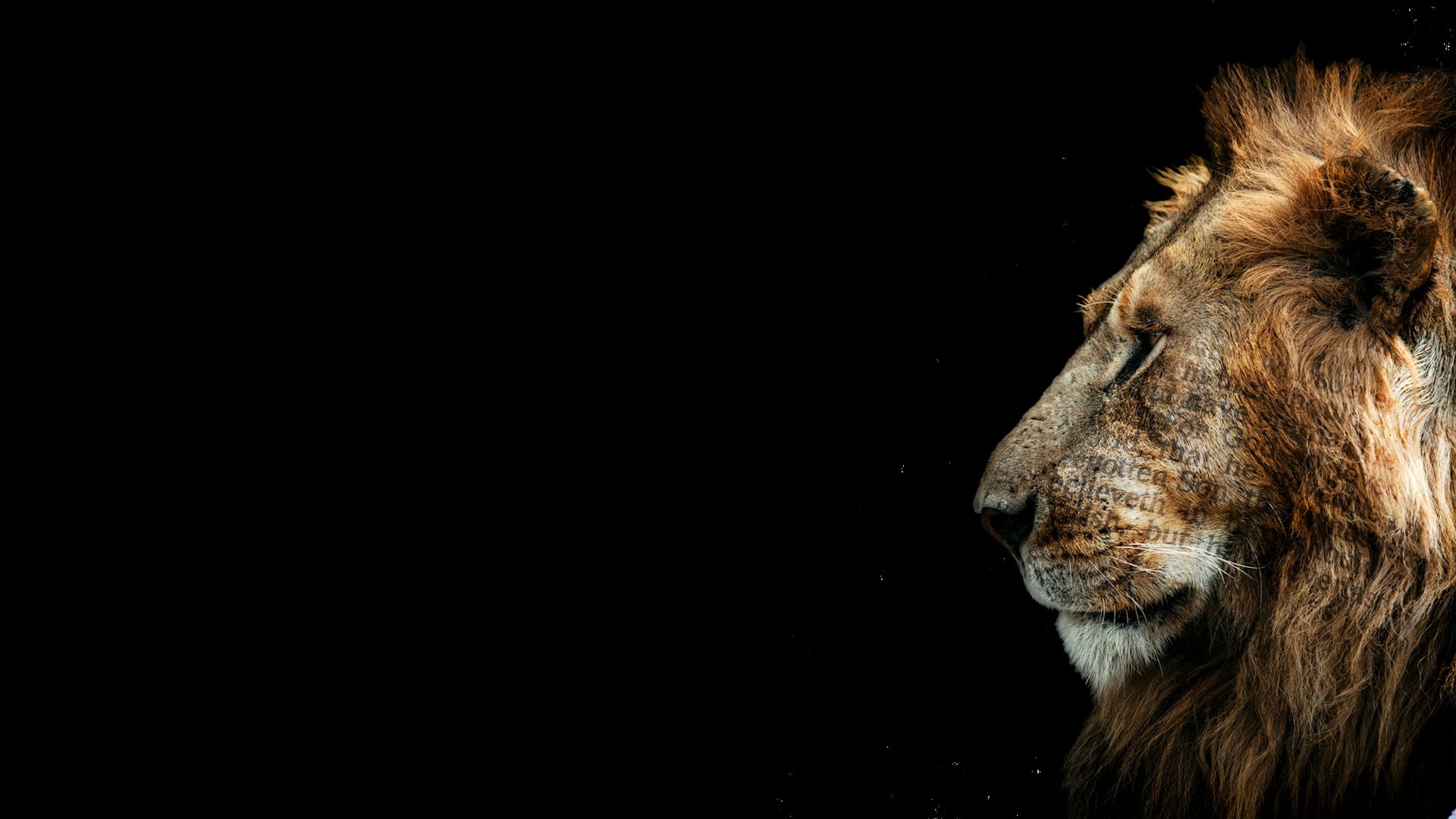 Lion peering in the background