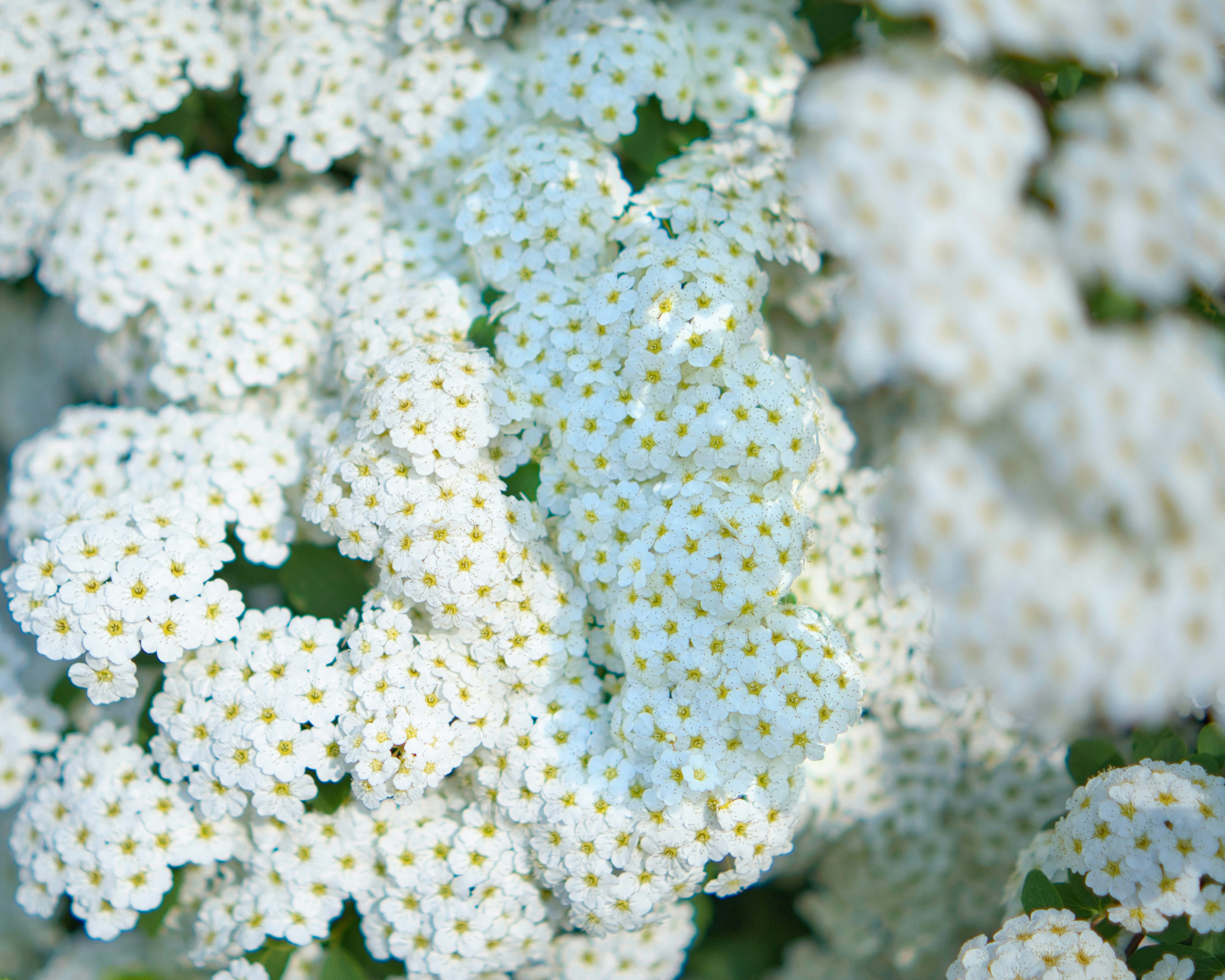 a bunch of white flowers with green leaves
