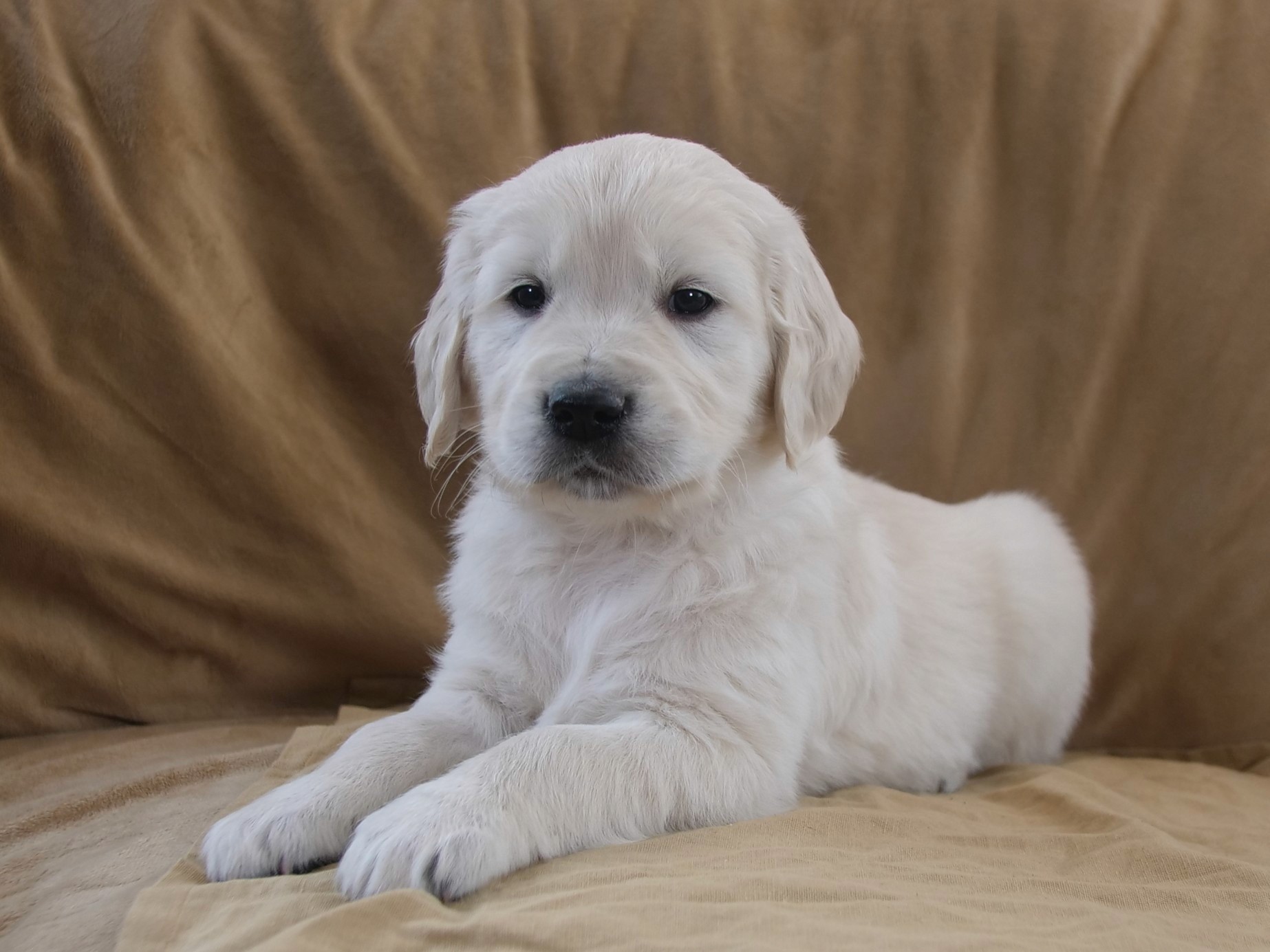 Image of an English Cream Golden Retriever Puppy Sleeping