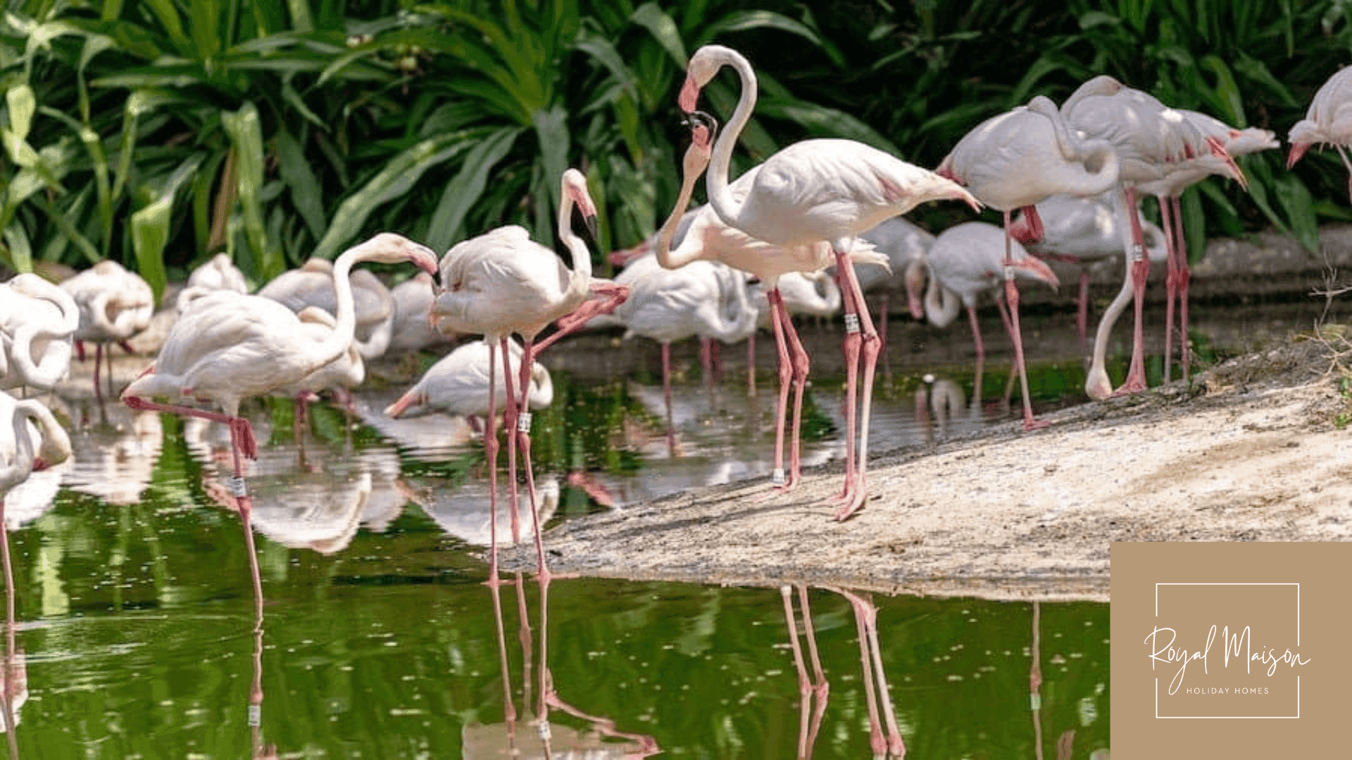 Pelicans at a safari park in Dubai