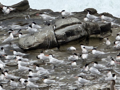 Margot about section