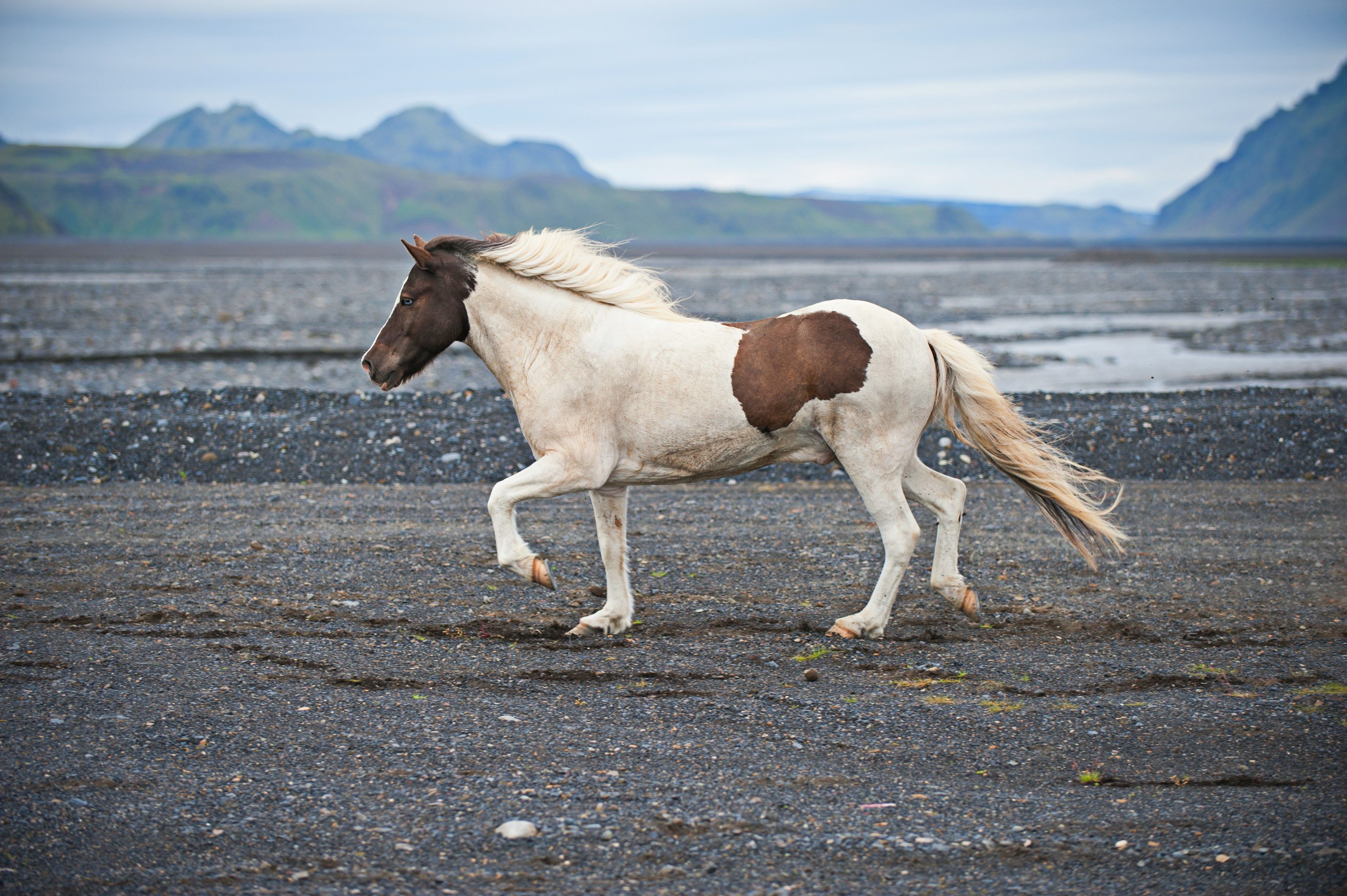 Icelandic horse with white and brown coat running on a black sand beach.