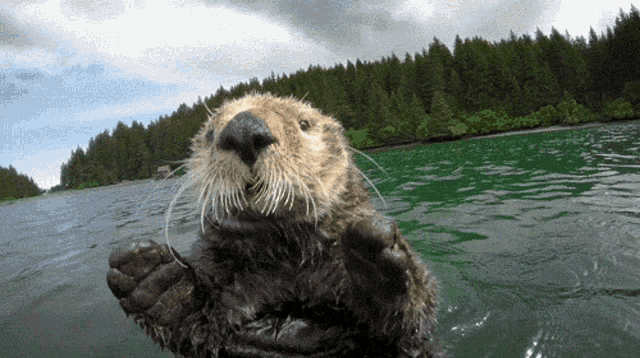 Adorable Sea Otter Floating
