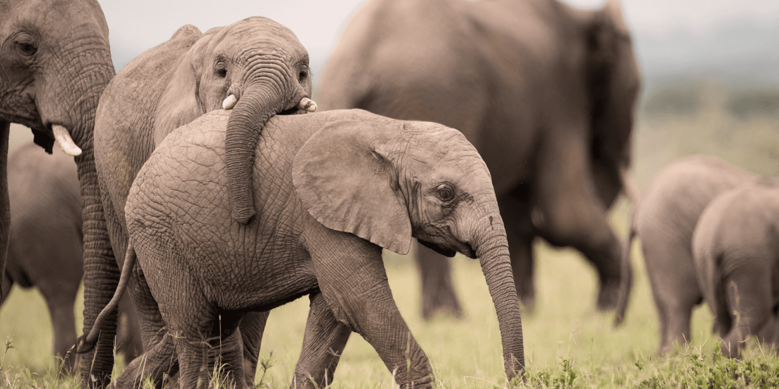 Safari Herd Holidays crafting bespoke luxury African safaris with seamless planning, local expertise, and personalized travel experiences across East Africa.