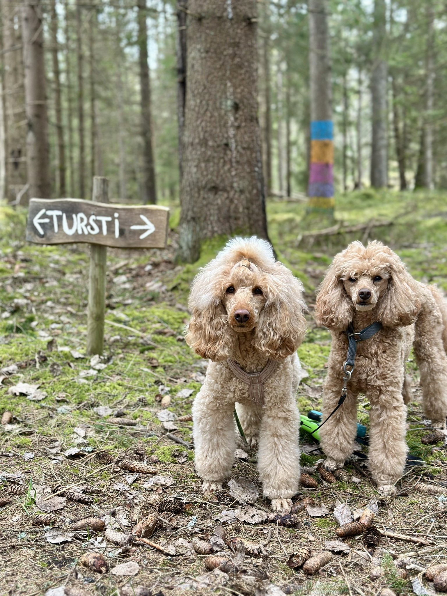 Aprikose pudler i skogen med skilt i bakgrunnen som peker mot tursti