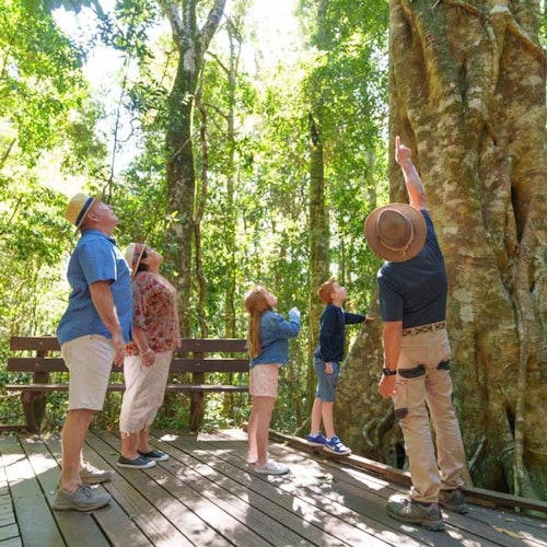 Natural Bridge & Springbrook Waterfalls Tour from Gold Coast tickets in Natural Bridge