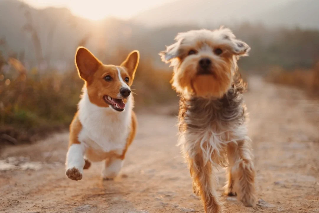 Pet Shop Loyalty: Stamps, Points or Cashback?
