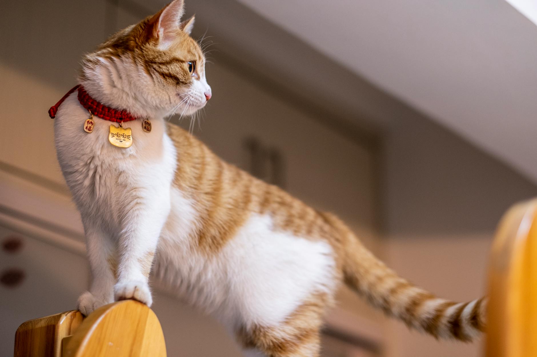 Ginger and white cat wearing a collar, climbing indoors with a curious expression.
