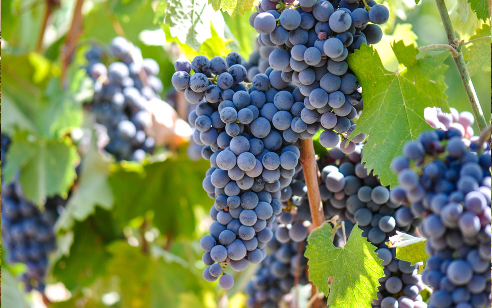 在托斯卡纳奇昂第葡萄酒产区藤蔓上的葡萄。