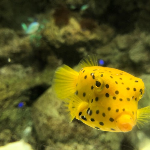 Ang matingkad na dilaw na boxfish na may itim na mga batik ay lumalangoy malapit sa mabatong, malabong likuran sa ilalim ng dagat na kapaligiran.