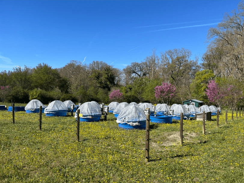 Abreuvoirs à vache remplis d’eau à différentes température