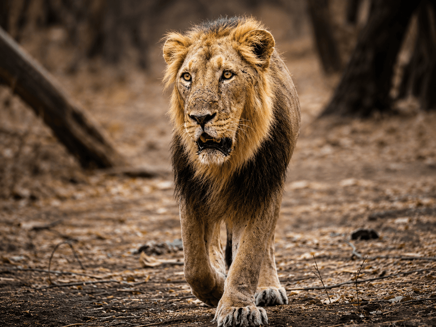 The Asiatic Lion