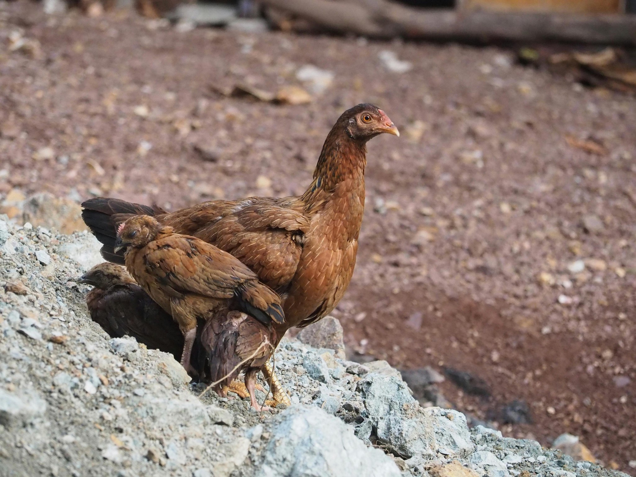 Ácidos grasos omega-3 en la alimentación de gallinas: efecto en el huevo