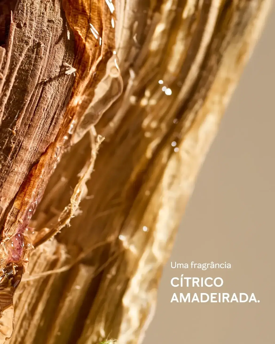 Textura de madeira com a frase “Uma fragrância cítrico amadeirada”, representando a família olfativa do True Optimism™ Deo Parfum.