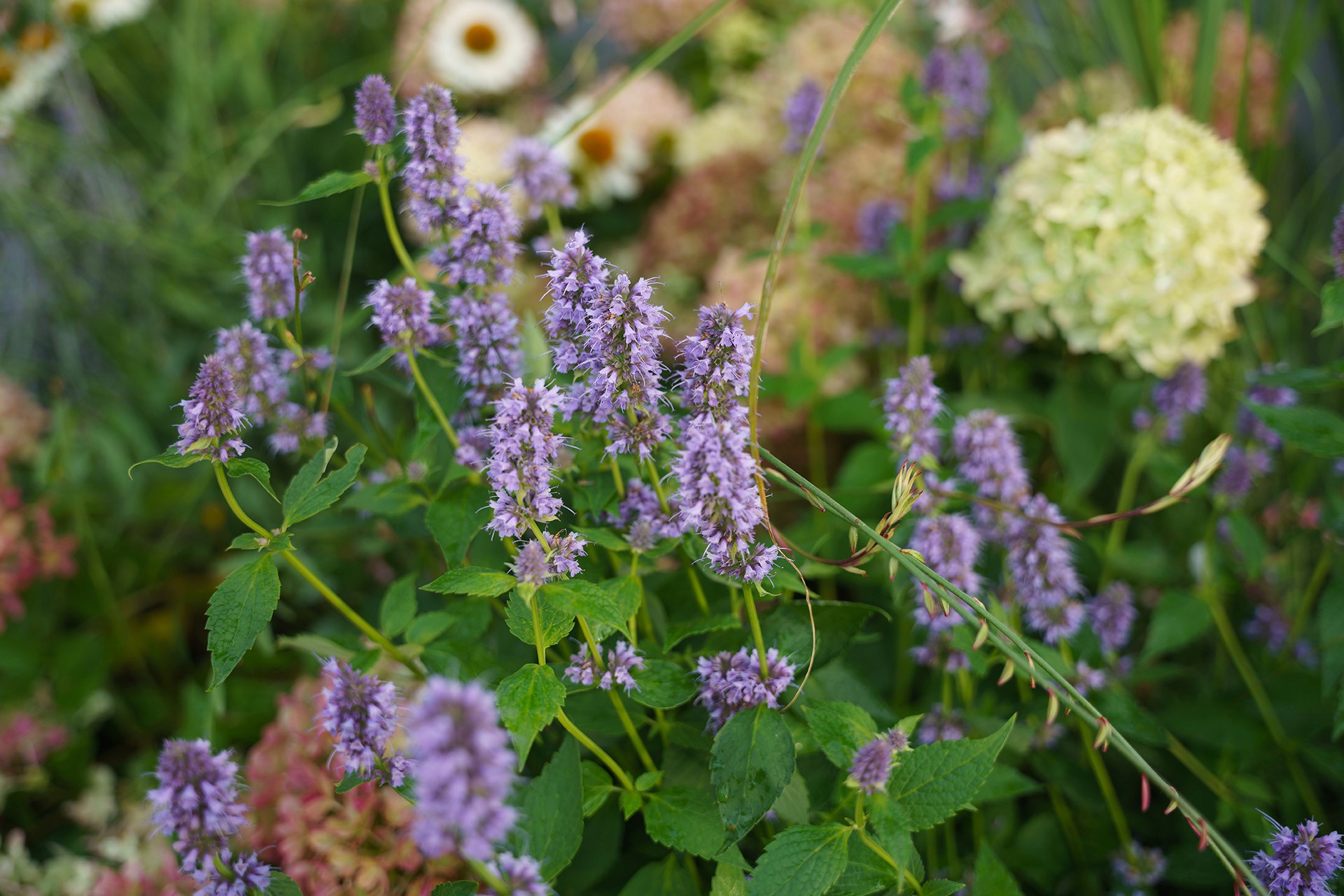Detailaufnahme blühender Stauden in naturnaher Dachgartenbepflanzung.