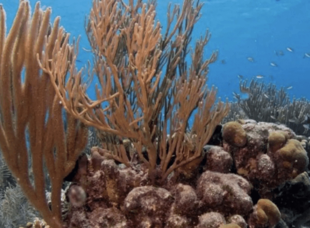 Black Margates in Margate Bay Bonaire