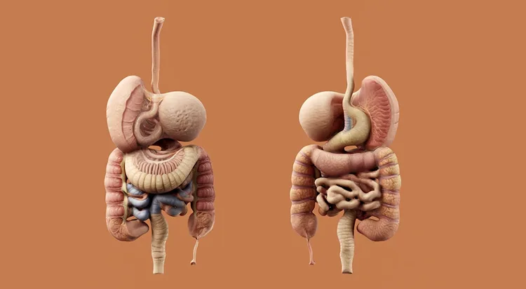 Illustration of the digestive system