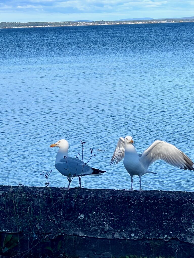 Sea gulls standing on the wall bordering the beach