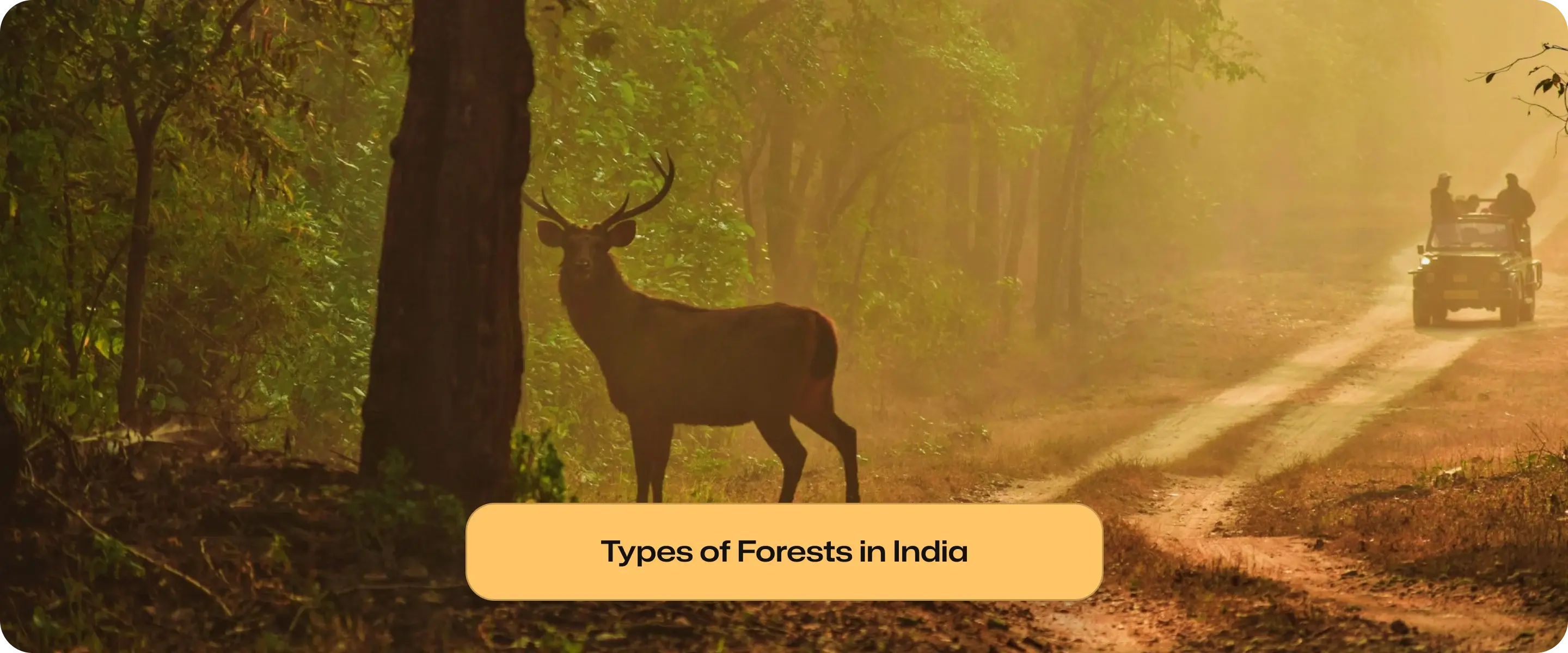 Types of Forests in India