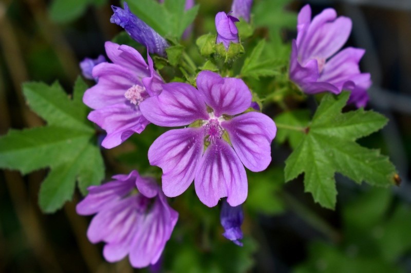 Tisana alla malva