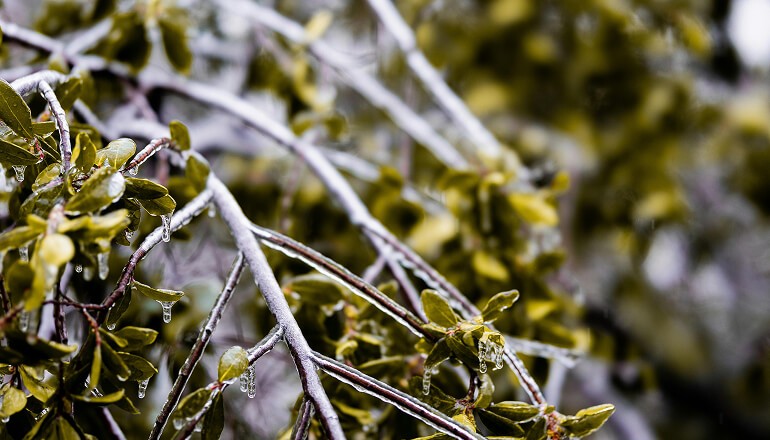 Cold weather on a tree