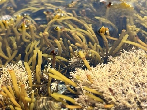 blue sky and white clouds over the sea