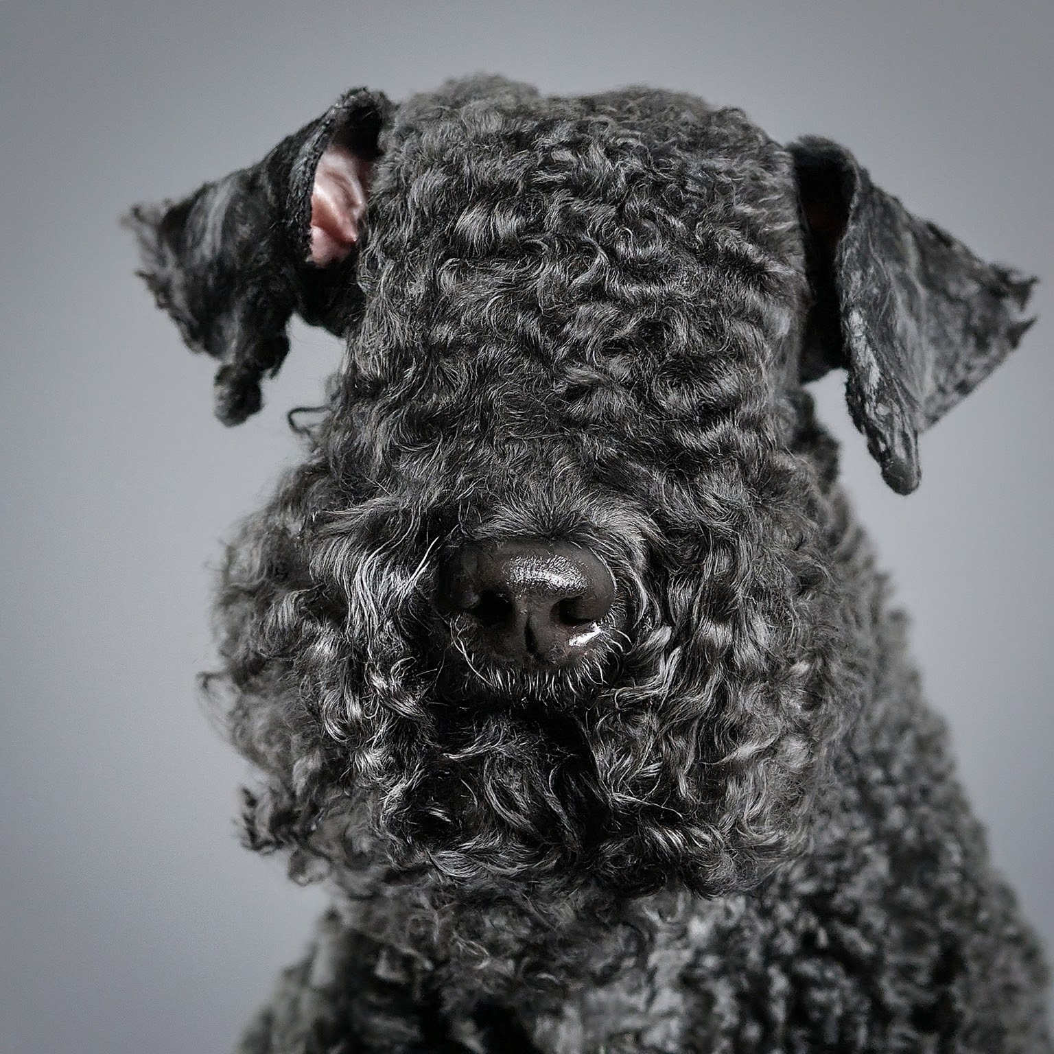 BUDDYUNO, Kerry Blue Terrier