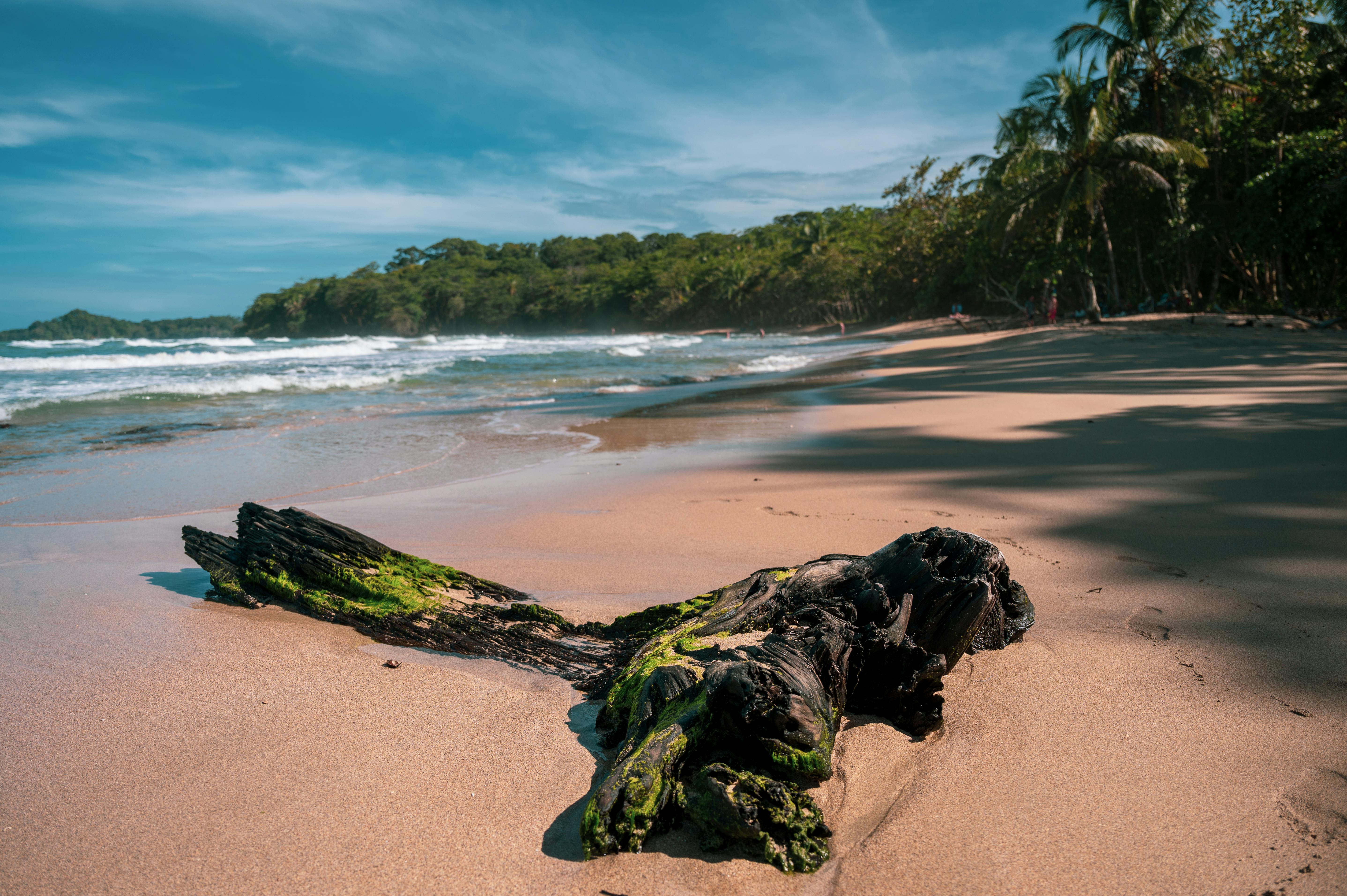 an aerial view of a beach surrounded by trees