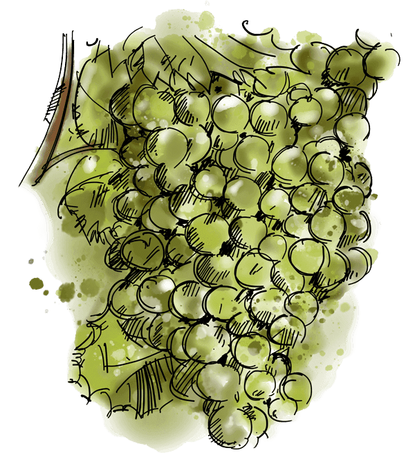 A watercolor and ink illustration of a lush cluster of green grapes hanging from a vine, rendered in an artistic style with fresh green tones and loose sketch outlines.