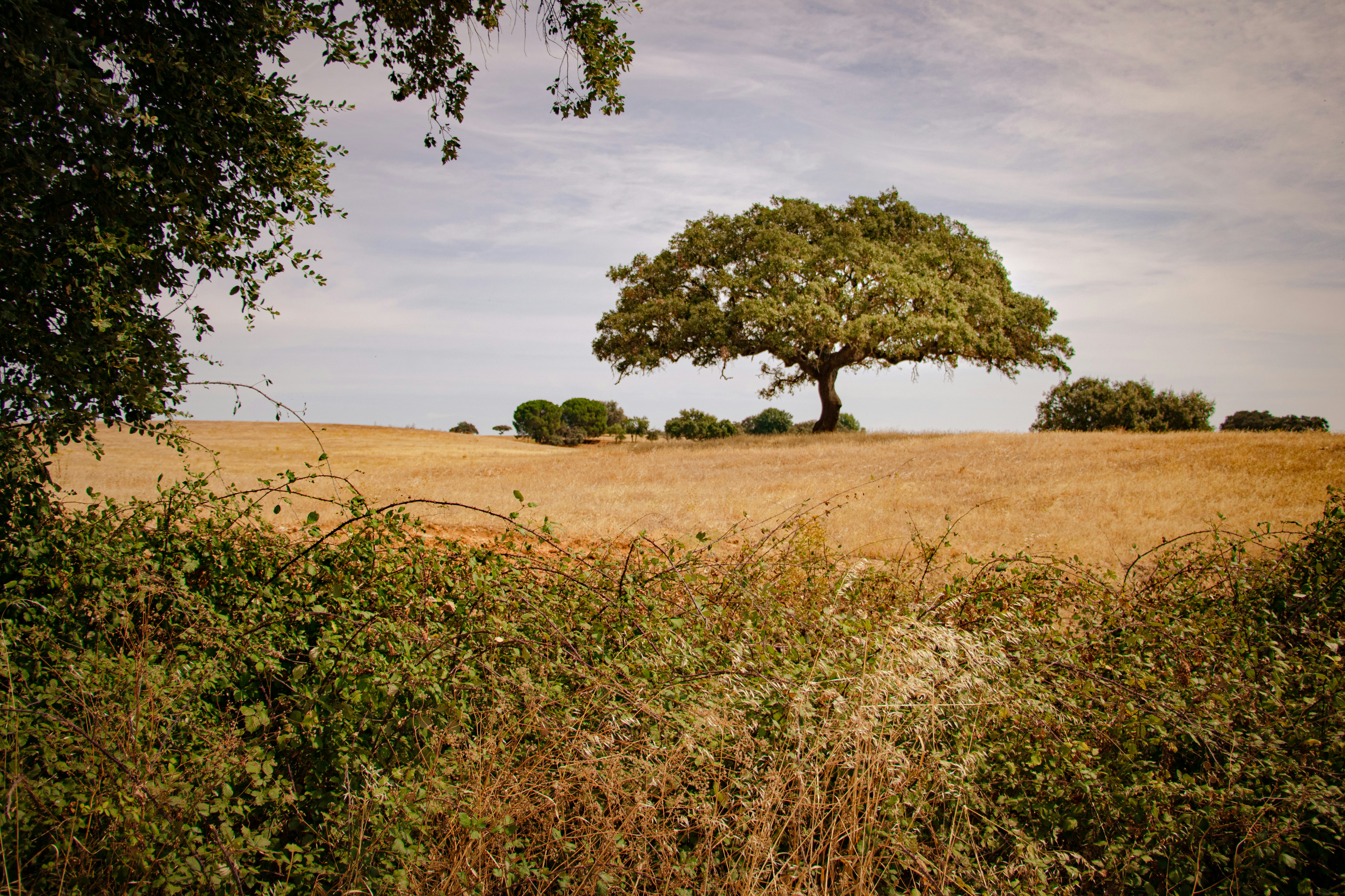 A lone cork oak in a golden field in the Alentejo