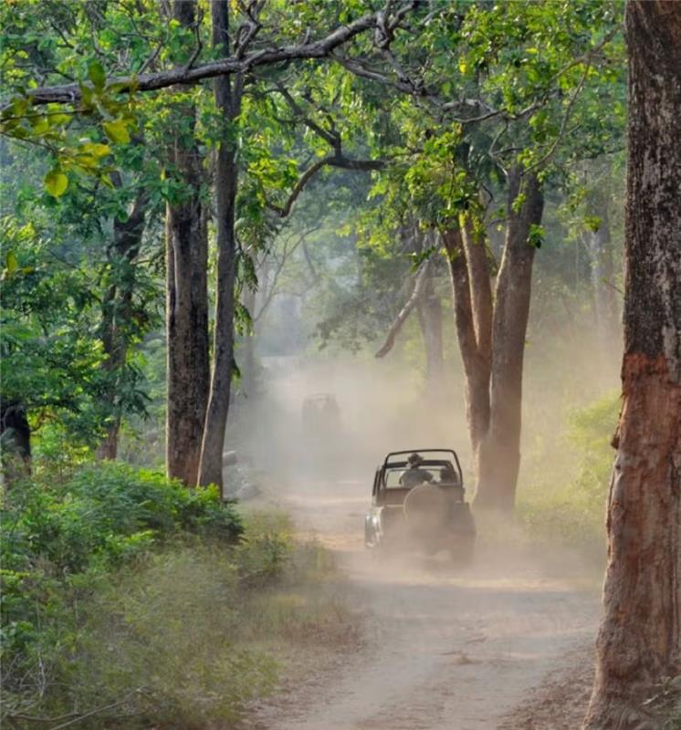 A jeep in jungle