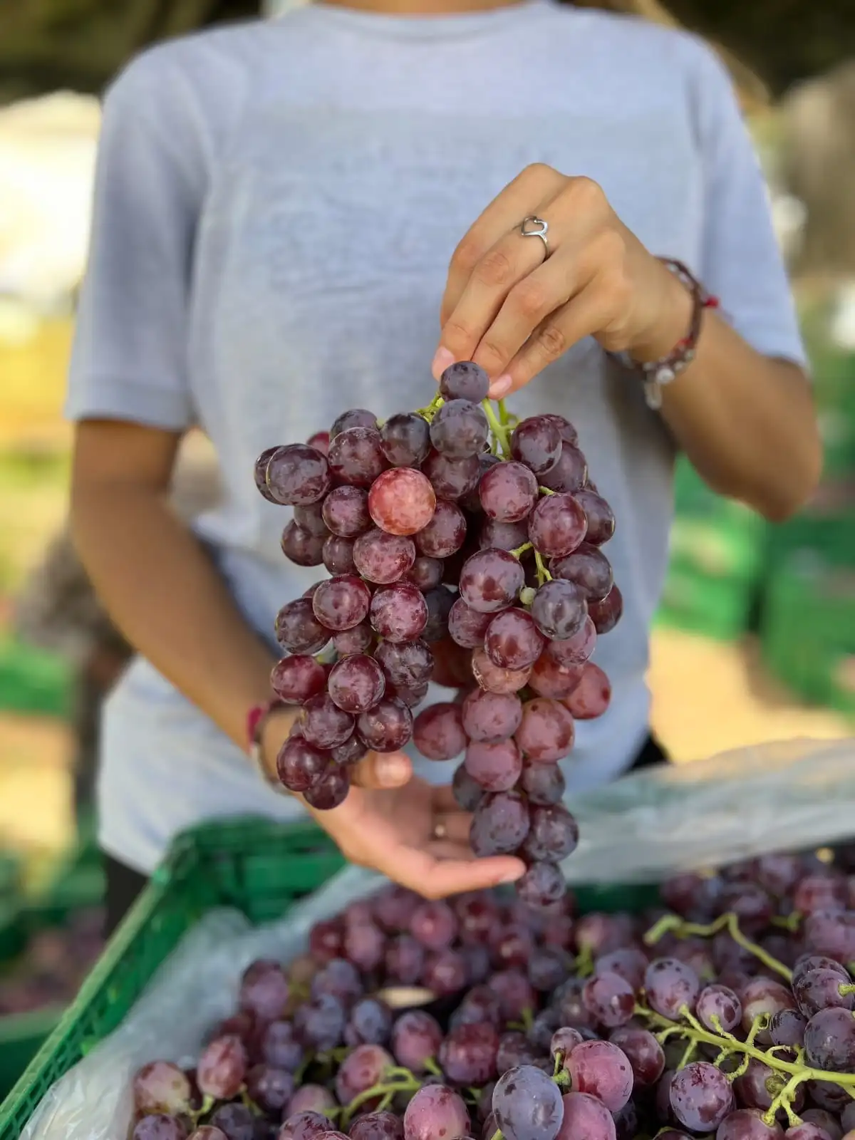 Una mano mostrando en detalle un racimo seleccionado de uvas frescas en el viñedo.