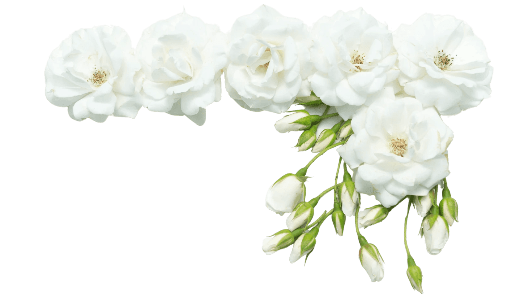 An image of white flowers