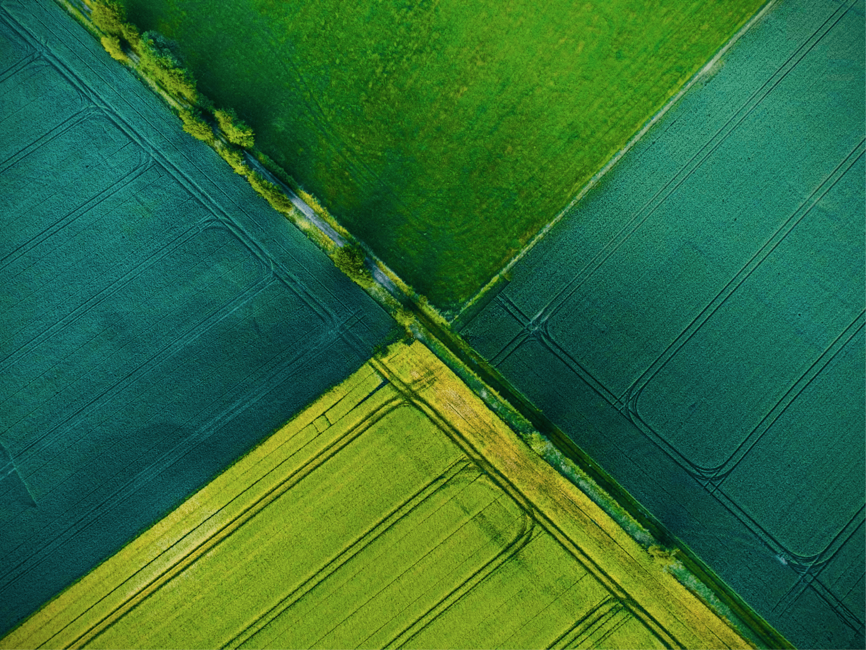 Aerial view of four intersecting fields in shades of green and yellow with tractor tracks and a diagonal tree-lined path.